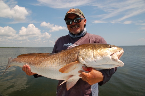 This redfish was caught by Capt. David Rogers in June on the Indian River Lagoon in Titusville, Florida. The fish was taken on blue crab on light tackle. A Fin-Nor Heavy action 7 foot rod with a Quantum Cabo 20 and 10 pound Berkley Invisi-Braid with a 20 pound flouro-carbon leader. The fish was 48 inches in length and the weight was wll over 40 pounds. I don't weigh these fish due to the stress it can place on the fish.