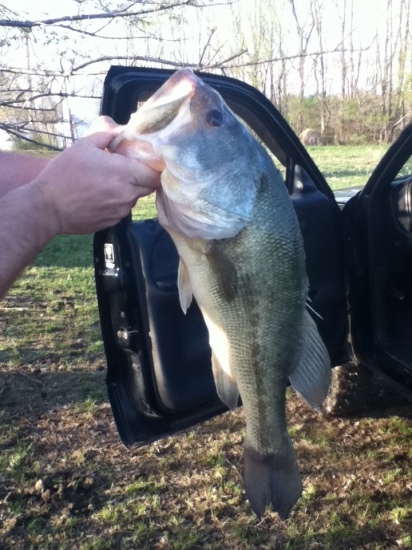 caught on April 14 on booyah green and black pond magic spinner bait, 21 inches long not sure of weight....