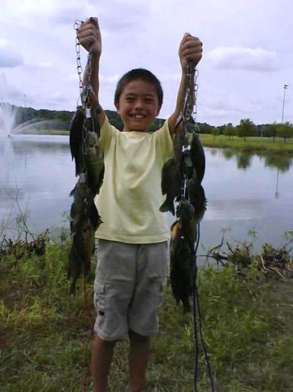My son caught these two stringers of Bluegill in just over an hour in a pond outside Liberty MO.