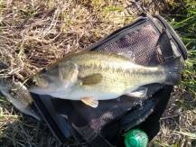 hi bill this is bill from louisville ky i got this bass out of a lake here in ky it was 61/2 lbs i also got one that went 8lbs i see your show every satday on tv thanks bill