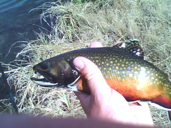 This colorful Brook trout came from a small lake in Colorado.