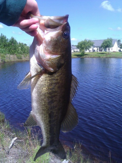 Location: Small neighborhood pond in Myrtle Beach, South Carolina  Weight: The scale read 2 pounds, 4 ounces, but I suspect that it was off a little and that this bass was probably closer to 3 pounds.