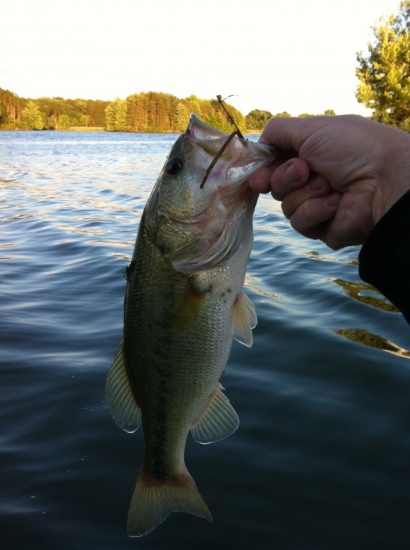 caught this in Mogadore Reservoir in Ohio. weighed in at just over 2.5 lbs. Caught her on a Texas rigged plum colored 7.5