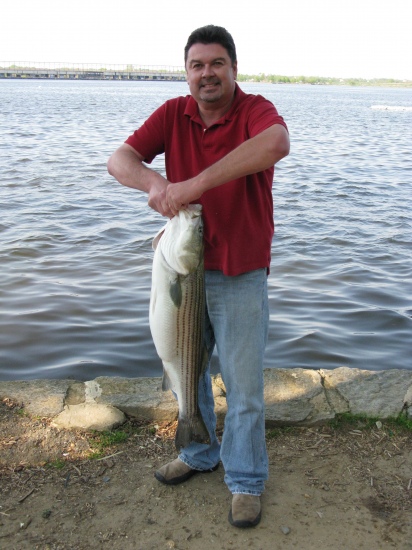Riverton NJ,38 inch,35 lb striper caught on blood worms, Delaware River
