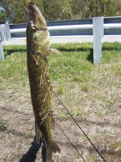 NJ, 32 inch pickerel caught on a Blue Fox #2 spinner