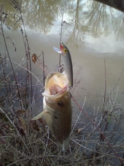 January 11,2014  Did not weigh but caught in small pond in McMinnville, TN. Beautiful picture meant for a magazine.