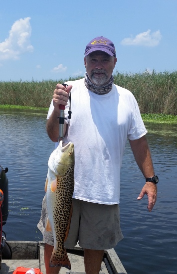 Venice Louisiana Redfish spotted like a Leopard. Caught July 2nd 2016 by Jerry Rouyea on a gold Wob-L-Rite spoon.