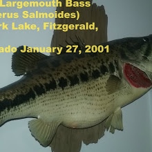 My Name is Aldo Rosado I'm a Master Retired Pro Bass Angler.  I landed a total of four 14.0 lb. Bass in Georgia. I use only modified Rattle Traps. I also have 100 Lunker of the Year Awards in Georgia and that took me twelve years to accomplish.  It's not easy learning how to catch 10 and 12 lb. bass abundantly, but once you figure them out you can write your own ticket. I won four consecutive tournaments in a row before my accident caused me to retire from  a severely torn rotator cuff, but I still Bass fish and live a happy life.