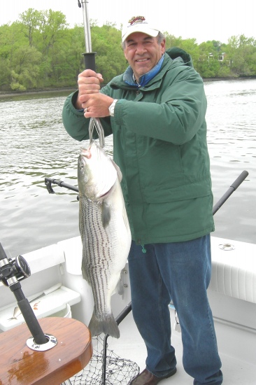 Hudson River Striped Bass caught in May 2009 in Watervliet, NY. Caught under bridge live lining herring. Weight 22 pounds.