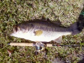 Caught 2/13/2009 on a green, white, and chartreuse spinnerbait (tandem with brass and silver blades) in a golf course pond at Kissimmee Oaks Golf Club, Kissimmee, Florida. The bass was bedding and was released alive. She weighed 9.3 pounds and put up a very healthy fight.