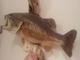 This is a male 10lb 4 oz caught in CA. 1986 is this a world record for a male .