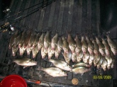 39 whites 2 crappie caught during the spawn in Texas at Mother Neff State Park