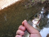 1lb Rainbow Trout. Casey Creek Cadiz, KY