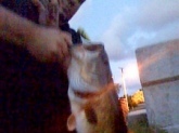 This Bass was caught on a popper at dusk under a bridge on lake Osborne in lakeworth,Fl. Did not have a scale but it was 7  lbs for sure. Sorry the photo is bad quality.. low light conditions using a iphone.
