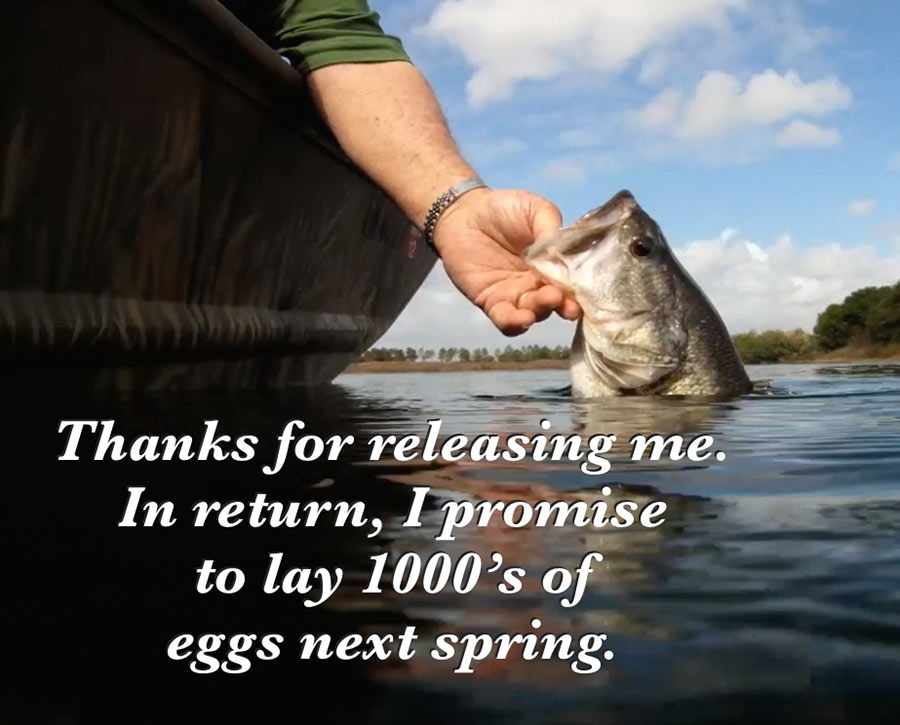 Catch-And-Release Tips